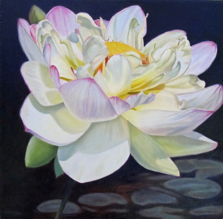 water-lily-2016-sm-71